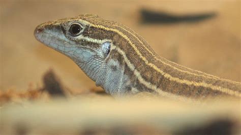 The Verge Review of Animals: the all-female whiptail lizard - The Verge