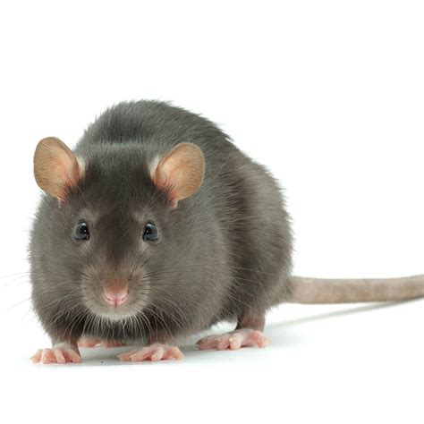 Black Rats - Identification, Habits & Facts | Fantastic Pest Conrol AUS