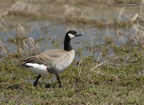 Cackling Geese - On The Wing Photography