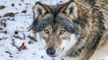 Native American Wolf Names (60+ Powerful Names with Meanings) | PetPress