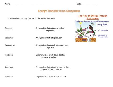 Energy flow in an ecosystem 679953 | asmasiddiqui | Live