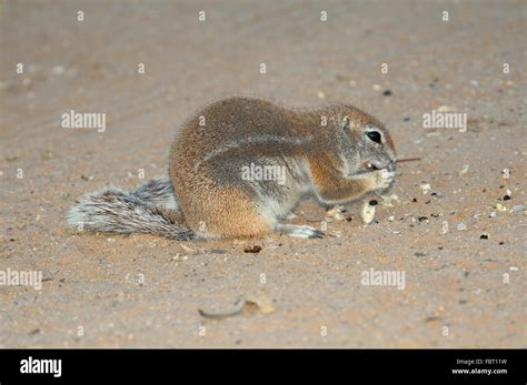 Cape Ground Squirrel eating seeds of a camelthorn tree. Photo taken at Mata Mata in the ...