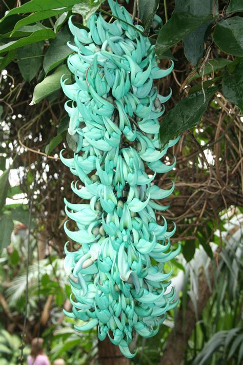 Philippines jade vine - The Living Rainforest