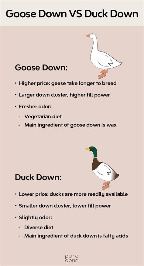 Goose Down vs Duck Down: features & comparison | Comforters cozy, Down ...