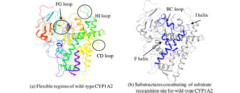 Overall structure of wild-type CYP1A2, from [21]. Highly flexible ...