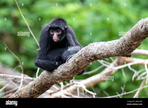 Peruvian Spider Monkey (Ateles chamek) in the Peruvian Amazon Stock Photo - Alamy