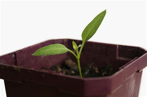 Germinating Seeds Indoors & Caring for Seedlings - Age Old