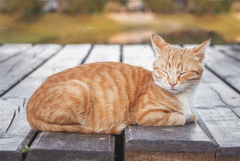 Sleeping ginger tabby cat. | High-Quality Animal Stock Photos ...