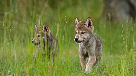 DID YOU KNOW? Wolves only have one litter of pups annually. - Living with Wolves