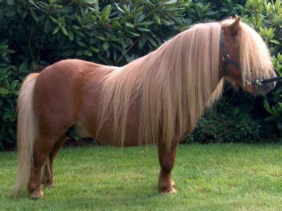 Shetland Pony | WikiHorses | Fandom