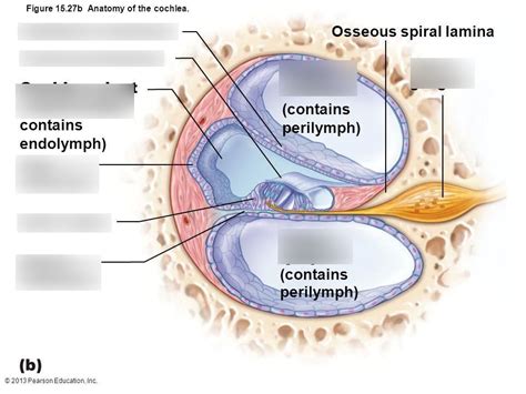 Cochlea Anatomy Diagram | Quizlet