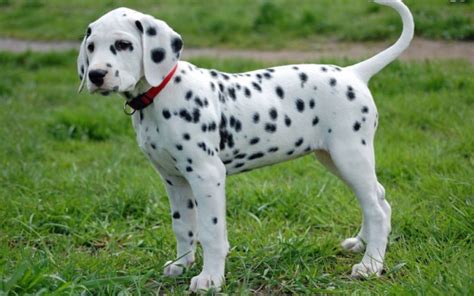 Dalmatian - Dogslife. Dog Breeds Magazine