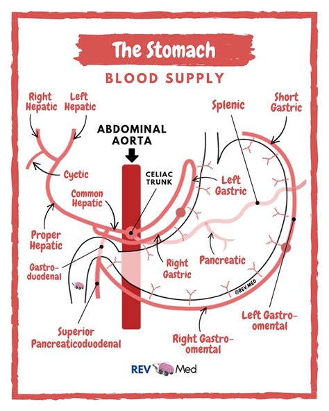 Stomach Anatomy Gastric Arterial Blood Supply Stomach Grepmed – Theme Route