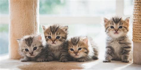 Todo lo que tienes que saber de los gatitos bebés | Purina