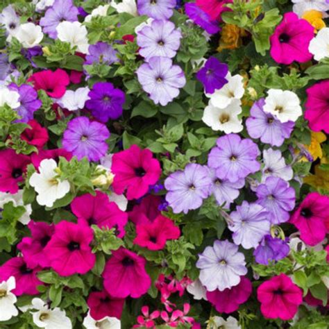 Petunia Flower Seeds DIY Kit (Grow Bag + Pot mix + Petunia Seeds ...