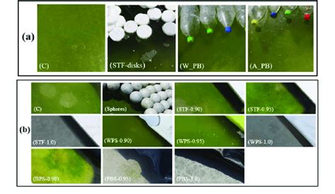 Images of the Chlorella Vulgaris growth in uncovered water surface (C)... | Download Scientific ...