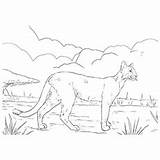10 Printable Panther Coloring Pages Your Toddler Will Love sketch template