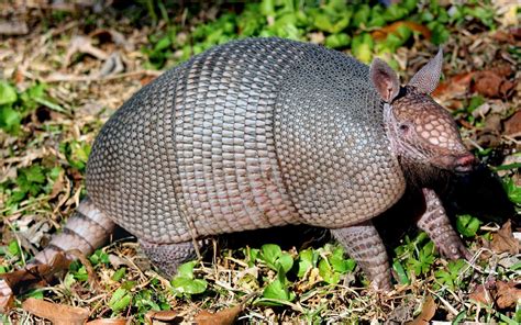 Forgetfulone: Armadillos - Texas State Animal