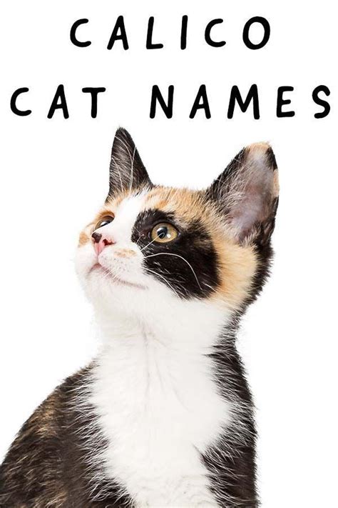 Calico Cat Names - 250 Great Ideas For Naming Your Calico Kitten ...