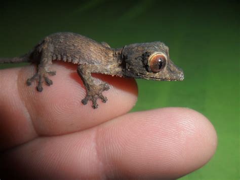 baby gekko Amphibians, Mammals, Funny Babies, Cute Babies, Planet Video ...