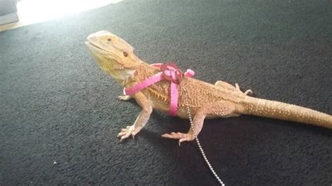 Bearded Dragon Harness Diy / Best Bearded Dragon Harness And Leash Complete Guide Reptilehq : 3. ...