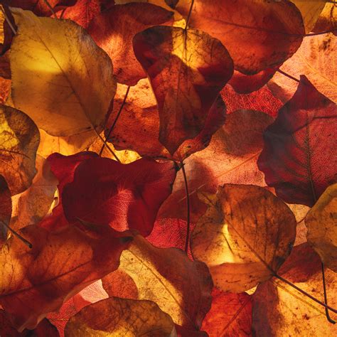 Wallpaper yellow leaves, autumn, fall desktop wallpaper, hd image ...