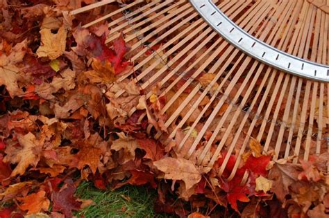 Fall Yard Work "Re-Leaf" Raking Tips | amotherworld