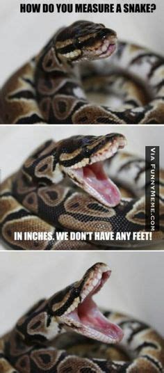 7 Snake Memes ideas | snake, memes, bones funny