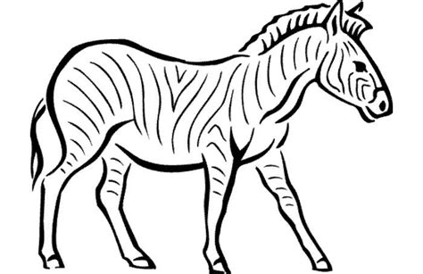 Zebra Outline