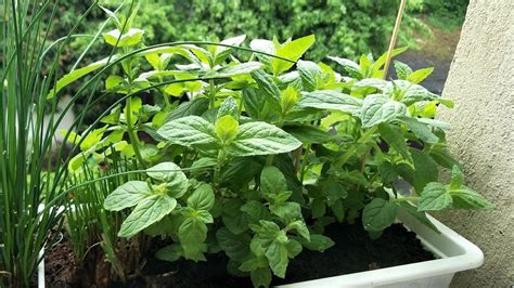 Growing Mint: Mint Plant Care in your Garden or Kitchen | Balkon bitkiler, Bi̇tki̇, Saksı