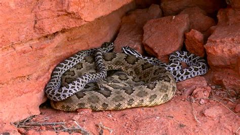 Great Basin Rattlesnakes in the Red Cliffs Desert Reserve, Utah - YouTube