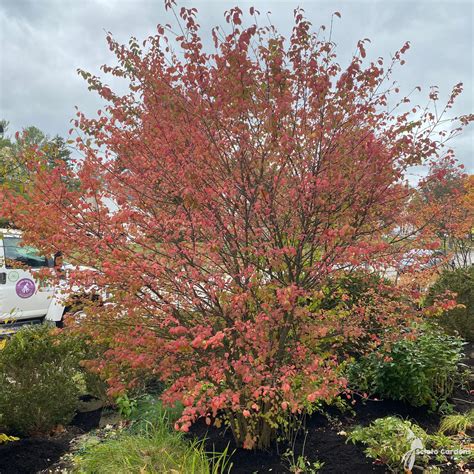 Viburnum prunifolium #2 (Blackhaw Viburnum) - Scioto Gardens Nursery