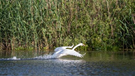 Wildlife Birds Watching in Danube Delta , Romania Stock Image - Image ...