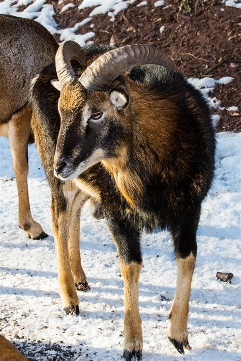 Free Images : snow, wildlife, deer, fauna, vertebrate, ram, horns, bock, wild sheep, mouflon ...