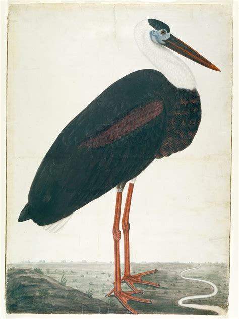 Black Stork in a Landscape | Work of Art | Heilbrunn Timeline of Art History | The Metropolitan ...