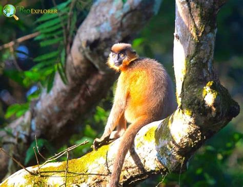 Capped Langur Characteristics | Trachypithecus Pileatus Diet & Facts