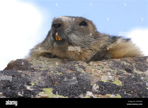 Alpine Marmot parc des Ecrins National Park Alps Marmota teeth closeup altitude 2600m wild ...