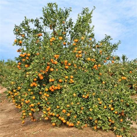 Mandarin Orange tree : buy Mandarin Orange tree / Citrus reticulata 1