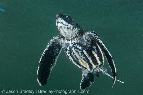 Life Cycle of Leatherbacks - The Leatherback Trust