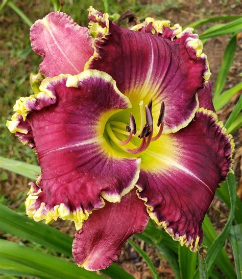 Earthly Treasures Daylily Garden - SONS OF THUNDER*