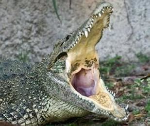 Cuban Crocodile facts, pictures, videos and more - Crocodile Facts