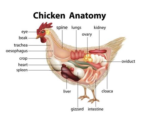 Chicken Anatomy 101
