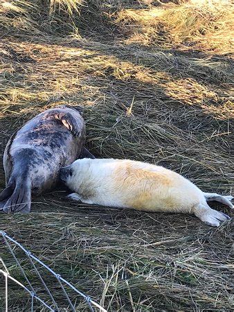 Donna Nook Nature Reserve (North Somercotes) - 2020 All You Need to Know Before You Go (with ...