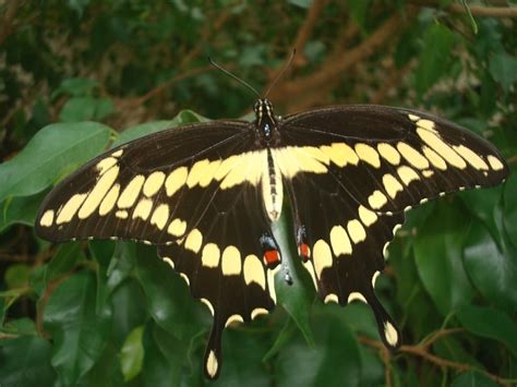 Polk County's Most Wanted - Giant Swallowtail Butterfly - Conserving Carolina