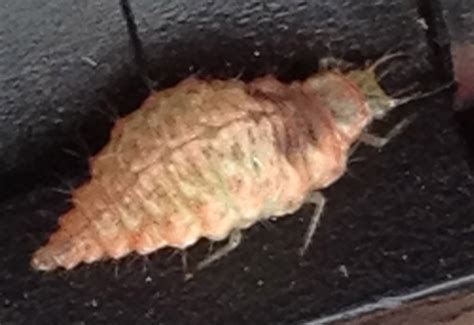 Lacewing Larva - What's That Bug?