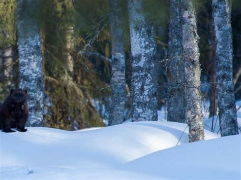 Wildlife photography holiday in Finland | Responsible Travel