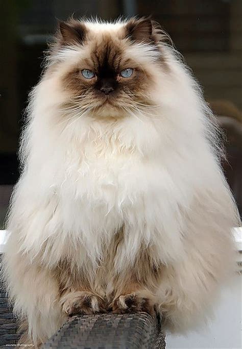 110 SIAMESE & LONG HAIR CATS. ideas | cats, crazy cats, cute cats