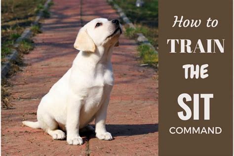 How to Train Your Labrador to Sit