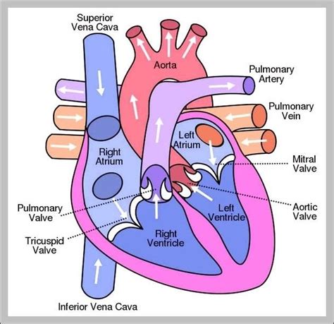 Blood circulation in human heart [colour figure can be viewed at ...