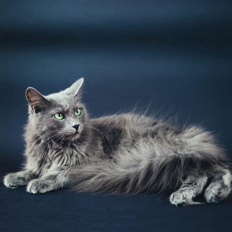 Nebelung Cat Breed